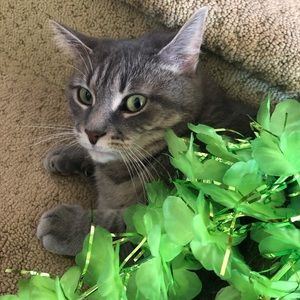 Meet your Posher, Lynne